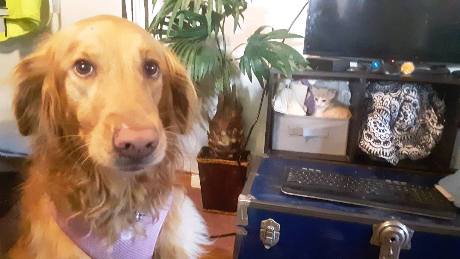 Dog enjoying outdoor playtime at Lawrence and Pup